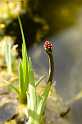 FH_VP_5057(Menyanthes trifoliata)